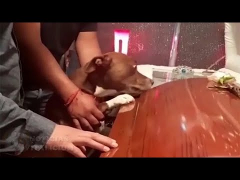 Perro se despide en el funeral de su dueña y el video hace llorar a miles en TODO EL MUNDO