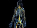 Phrenic nerve anatomy quick review