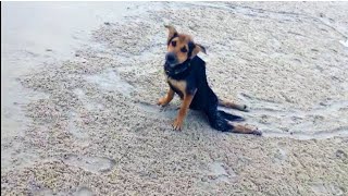 Nobody Wanted To Help This Paralyzed Pup  But Then A Model Spotted Him Crawling Along A Beach