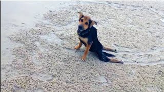 Nobody Wanted To Help This Paralyzed Pup  But Then A Model Spotted Him Crawling Along A Beach