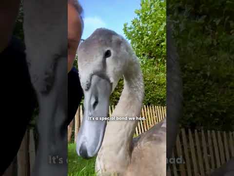 Baby Swan Care: Understanding Human-Animal Bonding