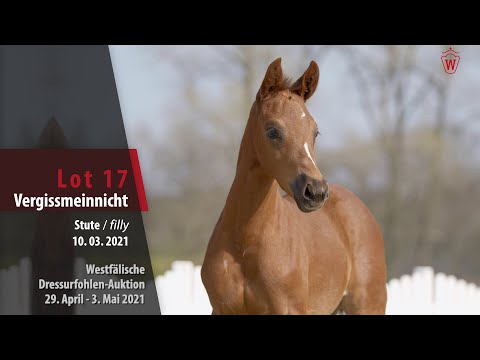 Westfälische Dressurfohlen-Auktion Lot 17 Vergissmeinnicht SF v. Valverde - Don Nobless