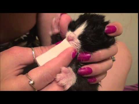 How to Feed and Nurse Orphaned Kittens by Sponge with KMR