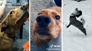 Funny Dogs: The Ultimate Compilation
