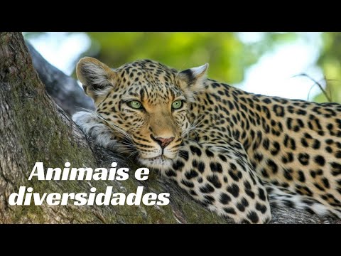 Animais e Diversidades