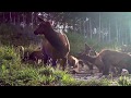 Thirsty Central Utah Elk Herd Races into Beaver Pond.  Excellent audio of elk sounds.