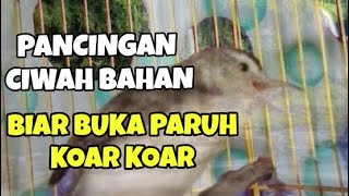 Download lagu Burung Ciblek sawah betina gacor birahi bikin ciwah jantan auto koar koar emosi mp3 Download lagu Burung Ciblek sawah betina gacor birahi bikin ciwah jantan auto koar koar emosi mp3