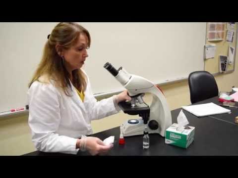 How to Focus on a Stained Slide - MCCC Microbiology