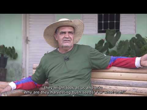 Semeando o Cerrado – biodiversidade e geração de renda (legendado em inglês)