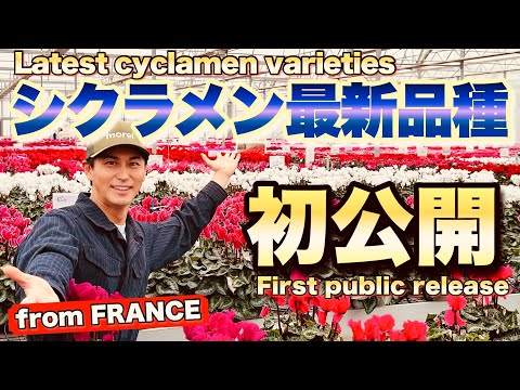 【シクラメンの本場フランスへ！】香りのするシクラメンから冬最強の原種まで　進化したシクラメン最新品種を一挙ご紹介！世界初公開も　【モレル】