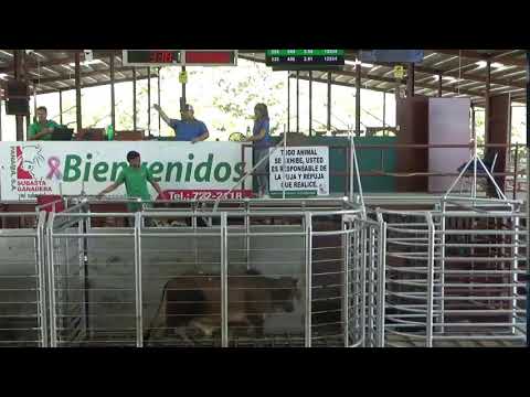 SUBASTA GANADERA DE PANAMA,BOQUERON 21/10/2025