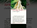 మొగలిపువ్వు ఏ పూజకైనా ఎందుకని నిషిద్