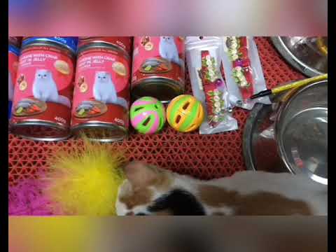 #Cat #Shoppingforcats Shopping For Cats!!!