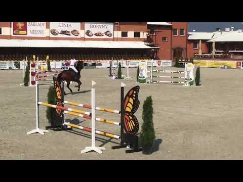 Venezia (Quality Time x Verdi) 2019/08/31 ZR-B Olsza - 110cm I SPRZEDANA / SOLD