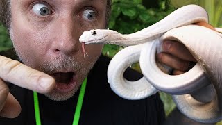 WEIRDEST SNAKE I EVER UNBOXED!! | BRIAN BARCZYK
