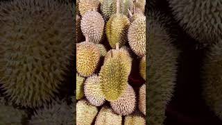 Download lagu #Belah duren#Shorts mp3