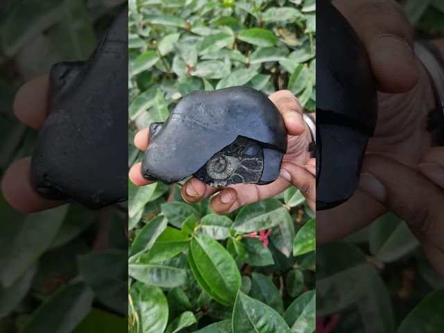 Matsya Avatar Shaligram Shila video