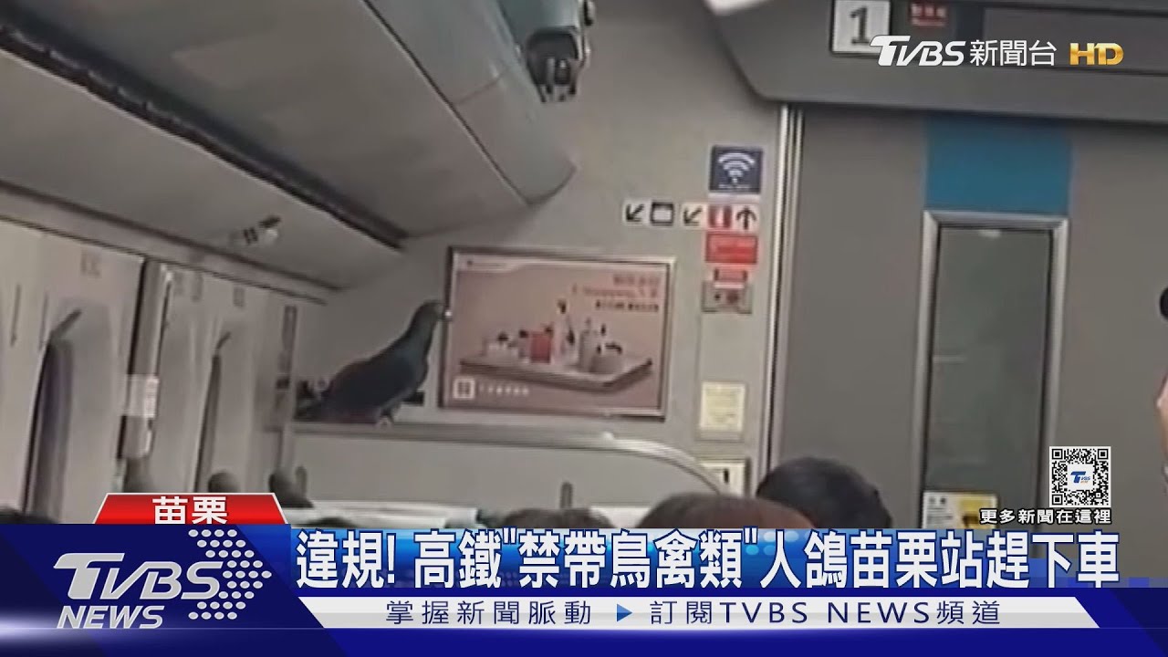早鳥票?不想飛?鴿子搭高鐵 引發抓鳥騷動