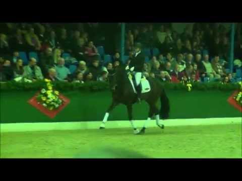 DANZADOR - stallion show Vechta 2015