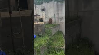 イーバンかっこいー！！2026/5/26　#市川動植物園　#ichikawa