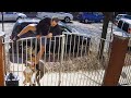 Dog Attacks Jogger when Owner Loses Control (ORIGINAL VIDEO)(Pit Bull)