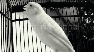 Download lagu kenari jeda 5 detik mp3 Download lagu kenari jeda 5 detik mp3