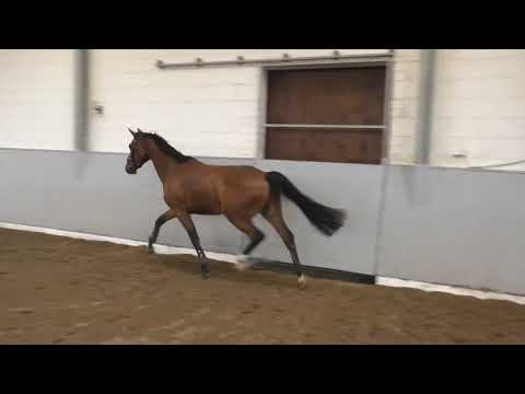 Hof Brüning - Heartbeat - Contendro I, Wallach, geb. 2019