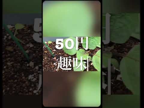 スポーツコース ガーデニング活動 子供 2022