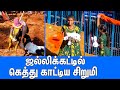 ஜல்லிக்கட்டை தெறிக்கவிட்ட சிறுமியி�