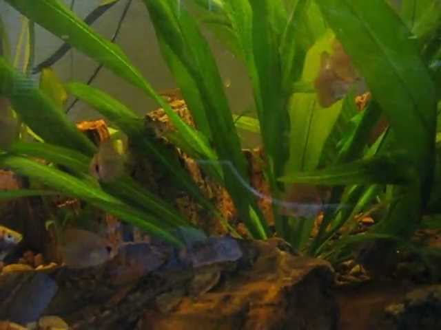 20 gallon baby discus fish planted dirt tank March 2013