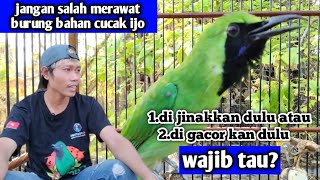 Download lagu How to care for green cucak birds so they sing well and adapt quickly mp3