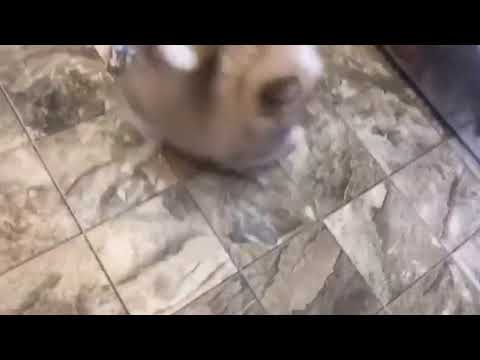 Pomeranian puppy for sale