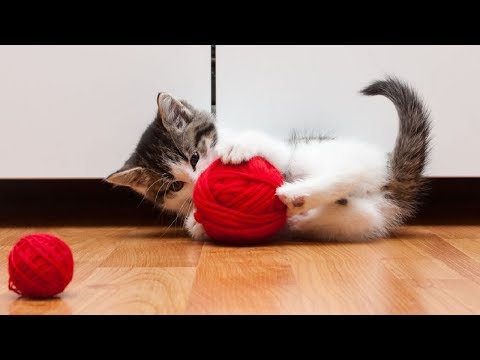 Funny Cats Playing with Yarn