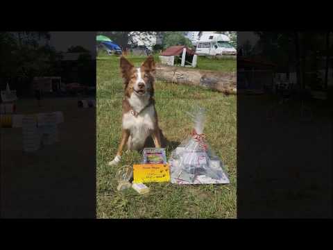 Nice Nayla (Border Collie) - Agility - 2x1.Place 2x2.Place - Wangen