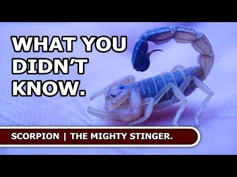 Scorpion | The mighty stinger.