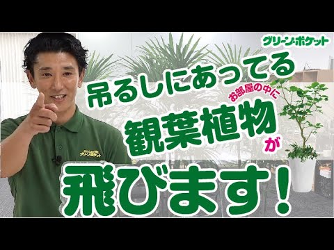 経済学科 空を飛ぶ？？インスタ映えする観葉植物の飾り方！