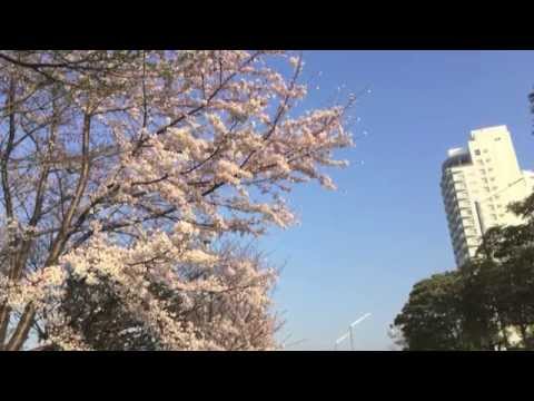 Ry Cooder - Cherry Ball Blues