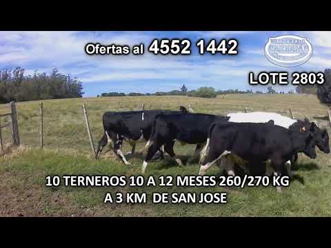 Lote 10 Terneros 8 HO- 2 HO c/ NO 260/ 270 Kgkg -  en Tala de Corrales- A 3 Km de San José