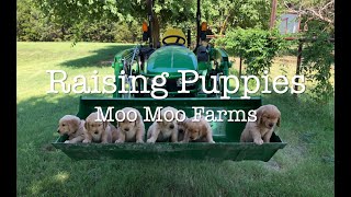 Video preview image #1  Breeder Profile in MCKINNEY, TX, USA