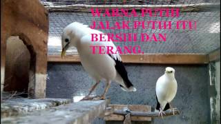 Download lagu Ciri -ciri jalak putih asli dan palsu | Ini cara membedakan jalak putih sepuhan dan jalak putih asli mp3 Download lagu Ciri -ciri jalak putih asli dan palsu | Ini cara membedakan jalak putih sepuhan dan jalak putih asli mp3