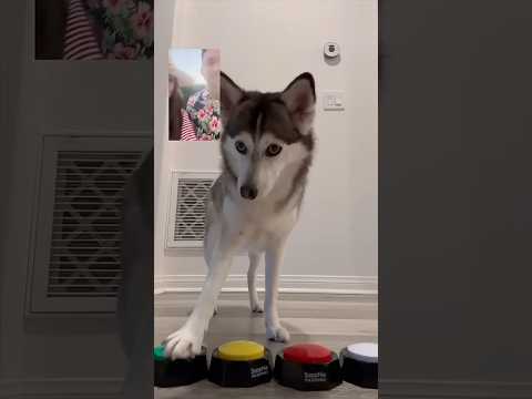 When Sapphie the Pomsky video chats while her parents are on vacation... 📱🐾😂