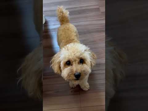 経営学科 飼い主をじっと見つめるトイプードル10ヶ月 #toypoodle #poodle #puppy #トイプードル