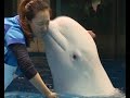 "Love story" of a beluga trainer in NE China