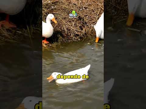 , title : '¿Sabías que los patos pueden vivir hasta 15 años?'