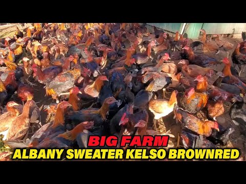 Big Farm Hawaii Albany Sweater Brownred Kelso JORGE FARM - Beautiful Birds Farm Visit