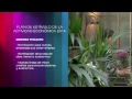 Plan de Estímulo de la Actividad Económica y el Empleo