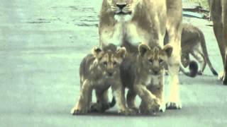 preview picture of video 'Lionesses and Cubs interaction, South Africa'