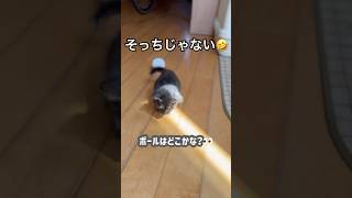 【子猫】ボールを探すジジ、まさかの気付いてない⁉︎🤣🐈 #猫のおもちゃ #保護猫 #おもしろい猫動画