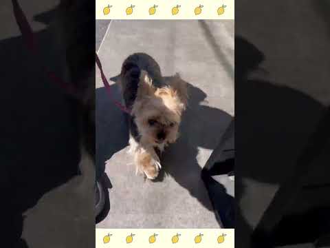 ヨークシャーを訓練するためのヒント