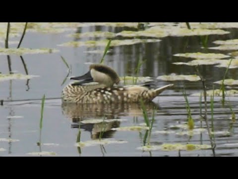 , title : 'Marbled ducks, Wild boars and Black winged stilts ברווזים משוישים, חזירי בר ותמירונים'